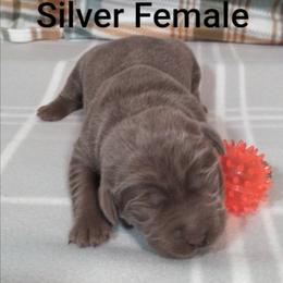 Ember - Silver female Dilute Retriever puppy in Madras, Oregon from GT Labradors