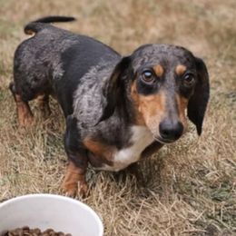 Shooter - Dachshund