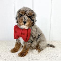 Dasher - Blue merle male Aussiedoodle puppy in Omro, Wisconsin from Crystal Ridge Doodles