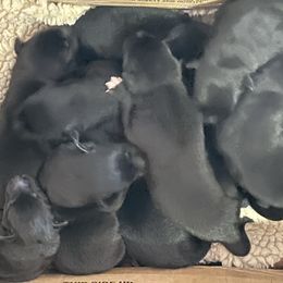 No names yey 3 days old - Black male Belgian Malinois puppy in North Fort Myers, Florida from Reinwald Kennels