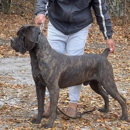 Haqqu - Cane Corso