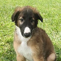 Borzoi and Samoyed Puppies from Kalabria