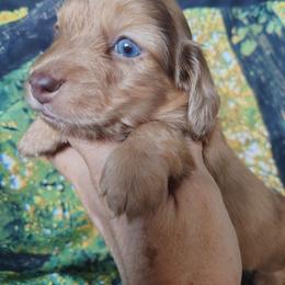 Puppy 2 - Dapple male Dachshund puppy in Clayton, Indiana from Love Struck Miniature Dachshunds