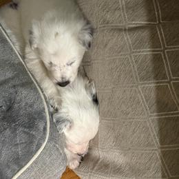 Border Collie Puppies from Hidden Creek