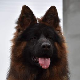 Nero - German Shepherd