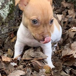Catahoula Leopard Dog, Cocker Spaniel, Pomeranian, and Teddy Roosevelt Terrier Puppies from Rich Cat’s