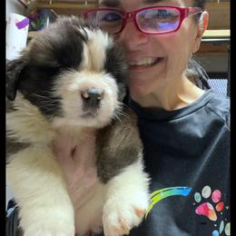 Purple - Mahogany and white female Saint Bernard puppy in New Philadelphia, Ohio from Fletchers Saints
