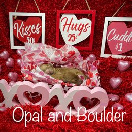 Goldendoodle Puppies from Ming’s Dynasty Doodles