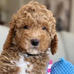 Iron puppy - Cream male Goldendoodle puppy in Yuciapa, California from AlltheDoodlez_