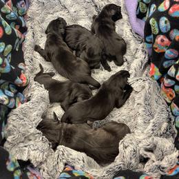 Great Dane Puppies from Lazuli Great Danes