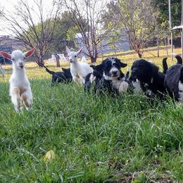 Bernedoodle, Double Doodle, and Goldendoodle Puppies from The Good Doodle
