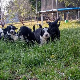 Bernedoodle, Double Doodle, and Goldendoodle Puppies from The Good Doodle