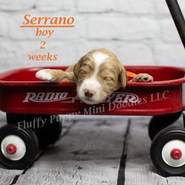 Serrano (orange collar) boy - Apricot male Goldendoodle puppy in Corona, California from Fluffy Puppy Mini Doodles LLC