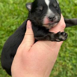 Miley - Black female Pomsky puppy in Junction City, Ohio from JC Pups