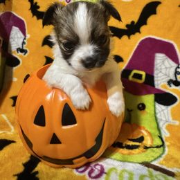 Arwen - Sable spotted white female Chihuahua puppy in Canton, Ohio from Elysium Fields Chihuahuas