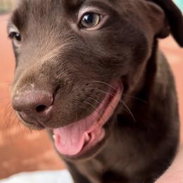 Lilly - Chocolate female Labrador Retriever puppy in Longmont, Colorado from Cornwell Labradors