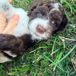 Cypress with training - Brown and white male Cockapoo puppy in Boonville, North Carolina from Doods & Dolls