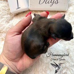 Yorkshire Terrier Puppies from Hummingbird Farm & Gardens
