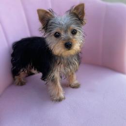 Cosmo - Black and tan male Yorkshire Terrier puppy in Surprise, Arizona from Enchanted Yorkies