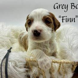Finn - Parti male Goldendoodle puppy in Travelers Rest, South Carolina from Bailey Mountain Doodles