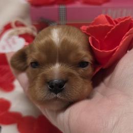 Bronwyn - Ruby female Cavalier King Charles Spaniel puppy in Stilwell, Oklahoma from Love Bug Cavaliers