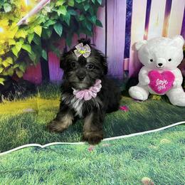 Kiki - Black & tan tri-color female Morkie puppy in Davie, Florida from Sweet Peluditos