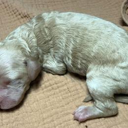 Girl 2 - Apricot female Poodle puppy in Mountain View, Arkansas from Ramer’s Spring Poodles