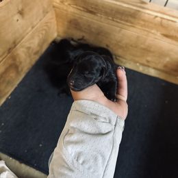 Jagdterrier Puppies from Oregon Jagdterrier