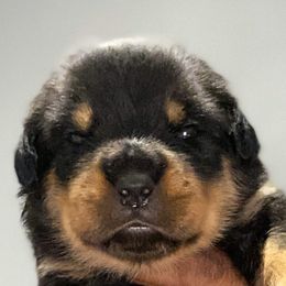 Rottweiler Puppies from Von Gottlich Rott