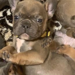 French Bulldog Puppies from EMF