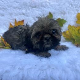 Girl 1 - Brindle female Shih Tzu puppy in Tenino, Washington from Fantasy Realm Shih Tzus