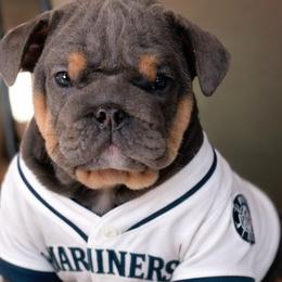 Bulldogs from Sitka spruce bulldogs