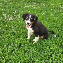 Macadamia - Black tri female Miniature Australian Shepherd puppy in Killen, Alabama from Wilkers Wholehearted Mini Aussies