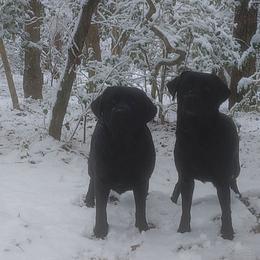 Labrador Retriever puppies from Kingdom Kenelz Labradors