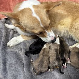 Ziggy - Pembroke Welsh Corgi