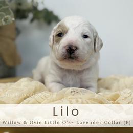 LILO- Lavender collar - Parti female Goldendoodle puppy in Watertown, New York from True Friend Doodles