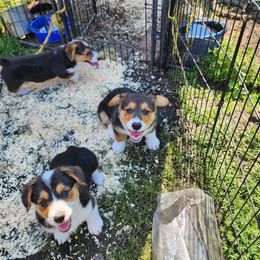Pembroke Welsh Corgi Puppies from Gemmrig Farm