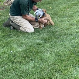 Labradoodle Puppies from Northwest Sporting Doodles