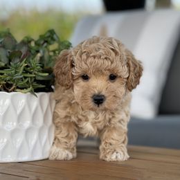 Maltipoo, Shichon, and Shihpoo Puppies from Timbercreek Puppies
