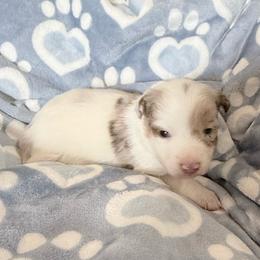 Trump - Lilac merle male Border Collie puppy in Guffey, Colorado from Sunset Ridge