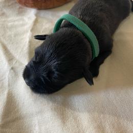 Cosmo - Black male Miniature Schnauzer puppy in San Diego, California from KMS-Miniature Schnauzers