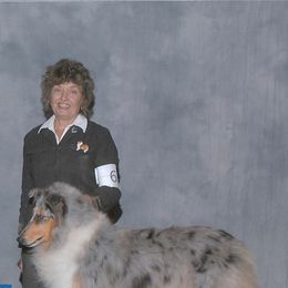 Collies from SHOWBOAT COLLIES