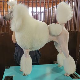 Tiabeanie - Poodle