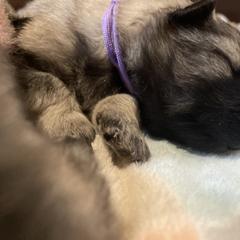 Keeshond Puppies from StarStruck Keeshonden