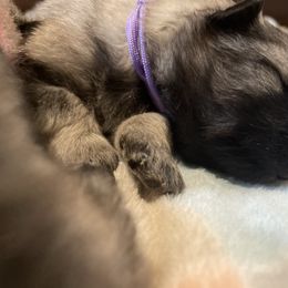 Keeshond Puppies from StarStruck Keeshonden