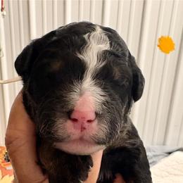 Tan boy - Tri-color male Bernedoodle puppy in Lake, Michigan from 3 King Doodles & Poodles