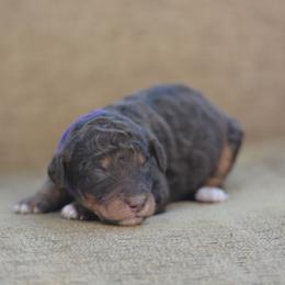 Purple - Tri-color female Bernedoodle puppy in Scottsboro, Alabama from Dixie Land Doodles