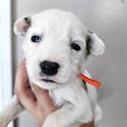 Orange - White and black male Dalmatian puppy in Gray, Georgia from Fuller Spots