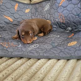 Chester - Chocolate and tan male Dachshund puppy in Moriarty, New Mexico from SW Doxie Hounds