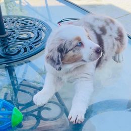 Reese’s - Red merle Miniature American Shepherd puppy in Modesto, California from HeartSong Australian Shepherds